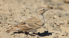 Монгольський жаворонок